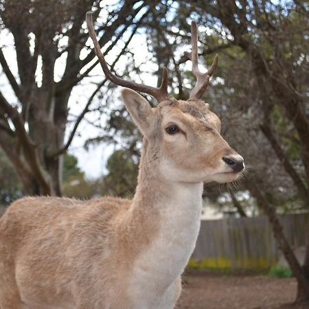 Deer Park Motor Inn Armidale Zewnętrze zdjęcie