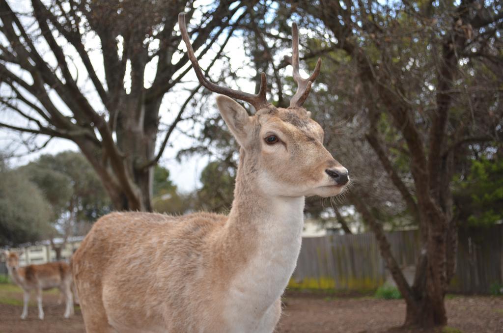 Deer Park Motor Inn Armidale Zewnętrze zdjęcie