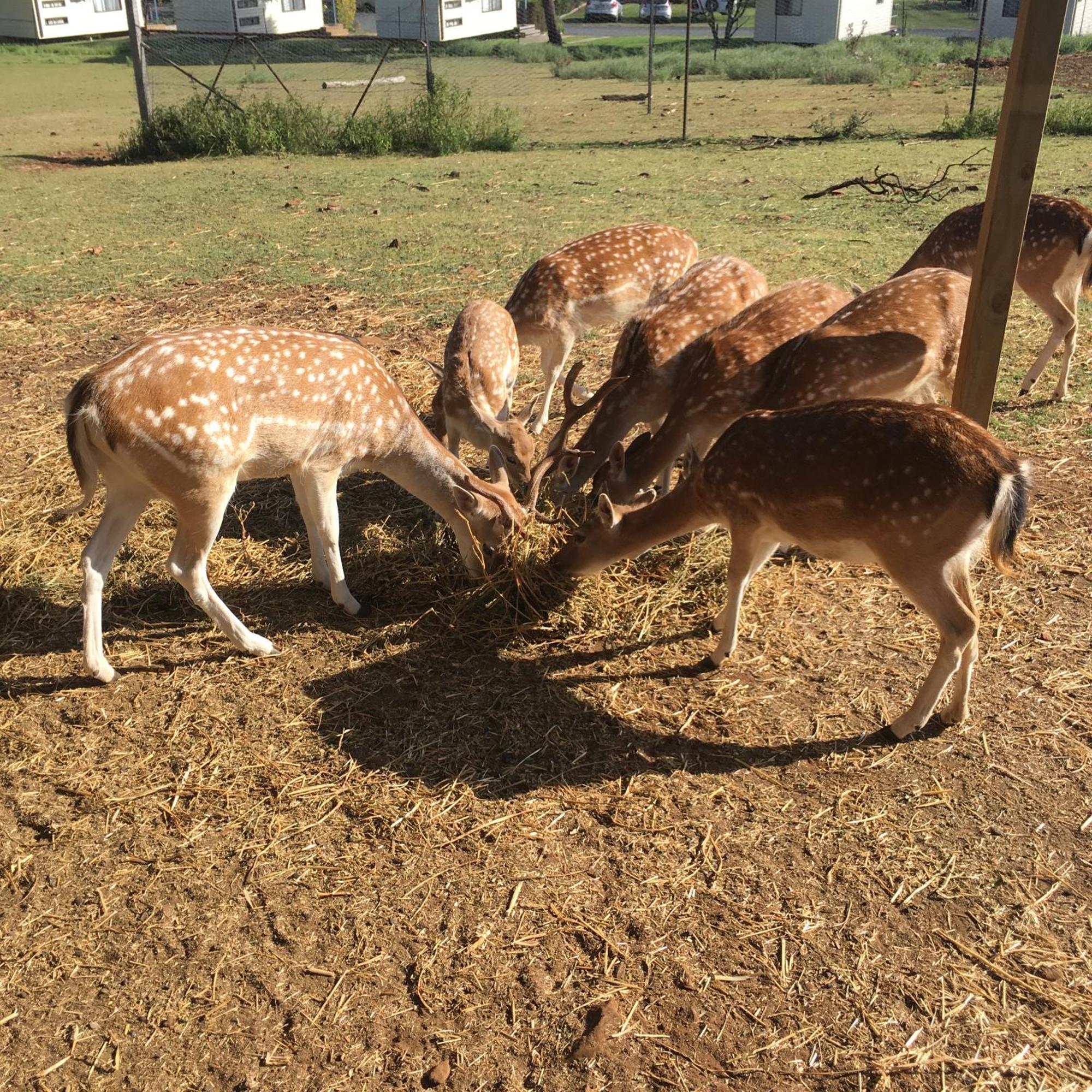 Deer Park Motor Inn Armidale Zewnętrze zdjęcie