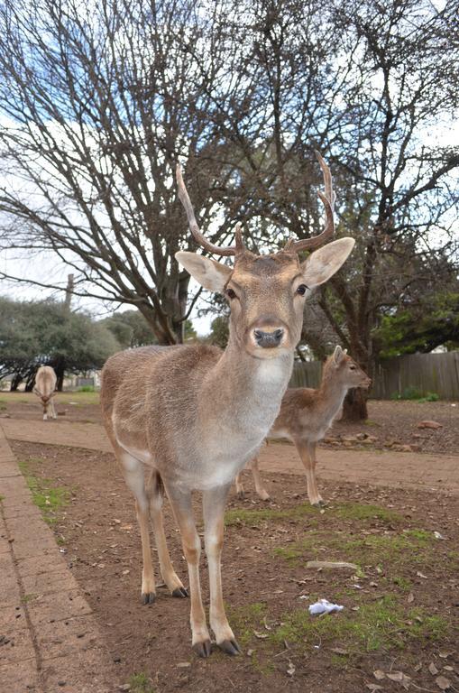 Deer Park Motor Inn Armidale Zewnętrze zdjęcie