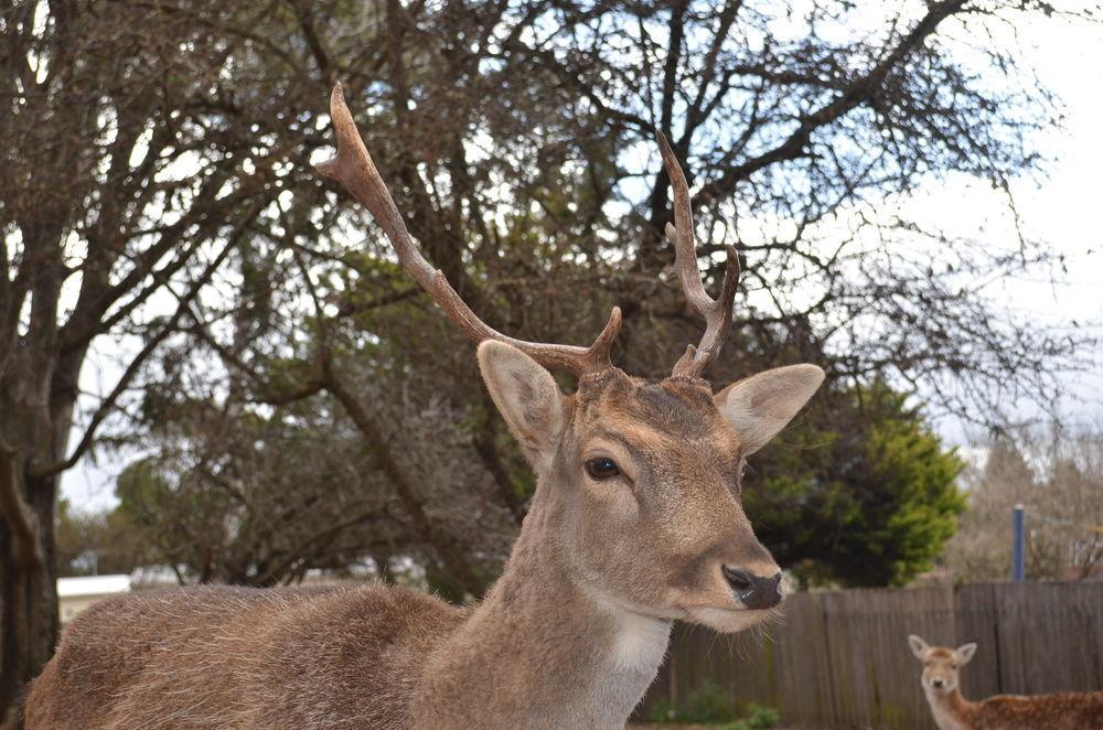 Deer Park Motor Inn Armidale Zewnętrze zdjęcie