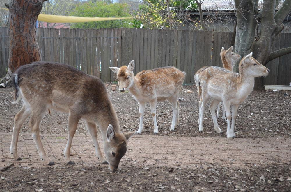 Deer Park Motor Inn Armidale Zewnętrze zdjęcie