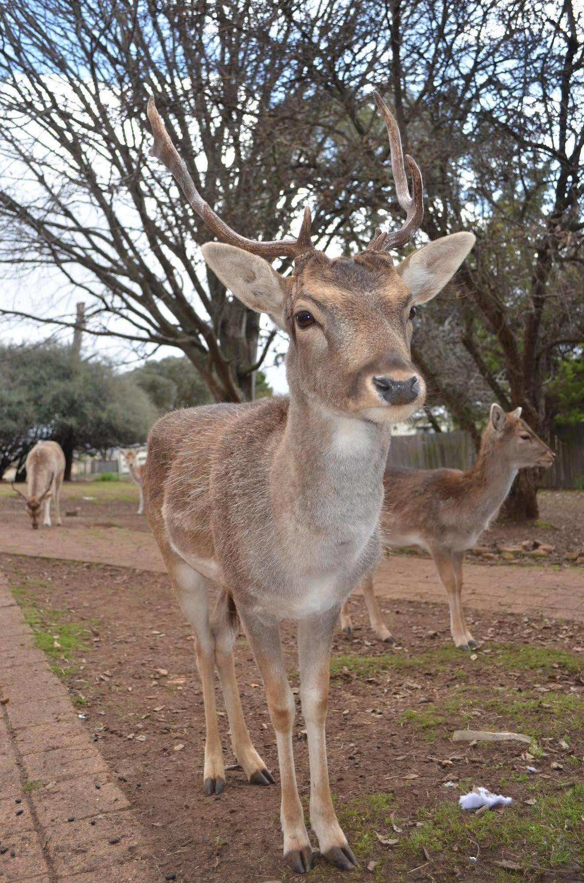 Deer Park Motor Inn Armidale Zewnętrze zdjęcie